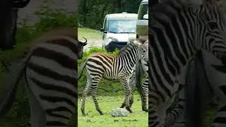Tweede veulen geboren bij de Grantzebra's