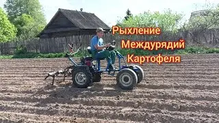 Культивация междурядий картофеля мотоблоком с передним адаптером.