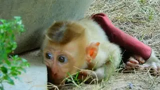 Break Heart Baby Monkey!!! Baby Screaming Loudly Miss Mum, Where Is My Mum  Baby Monkey Crying