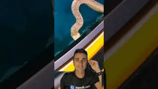 If you see this, get out of the water 