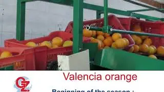 Egyptian oranges rich with Vitamin C