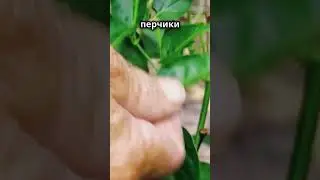 Как увеличить остроту перцев  #огород  #овощи #дача #перец