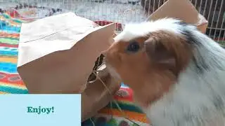 Small Pet DIY: Party Favor Bags
