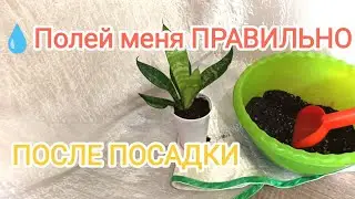 🌱 НЮАНСЫ посадки и первого полива САНСЕВЬЕРИИ