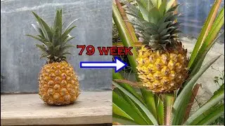 How to Grow Pineapple that purchased at the market | Cara Tanam Nanas Madu yang dibeli di pasar