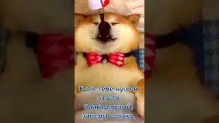 Хорошая собака без хозяина не останется 