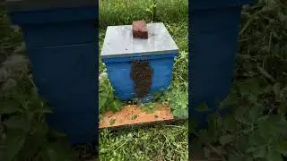 Май месяц, готов к медосбор