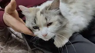Кошка в ладошке)))