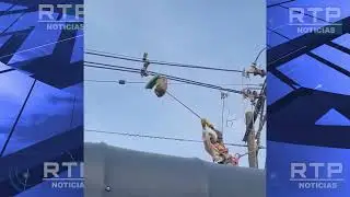 TRABAJADOR DE EPM RESCATA A OSO PEREZOSO QUE COLGABA DE CABLE DE ENERGÍA EN TARAZÁ, ANTIOQUIA
