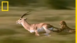 Les cornes mortelles de la gazelle de Grant