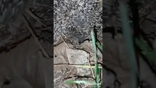 Вайб ночных прогулок