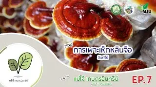 รายการ แม่โจ้เกษตรอินทรีย์ | ตอน การเพาะเห็ดหลินจือ แบบอินทรีย์