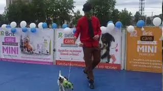 Happy Dogs Day в Догги 24 июня 2018