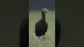 The northern bald ibis went extinct in Switzerland and now is slowly making a comeback. #hope
