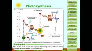 Photosynthesis, part 10: Z-scheme