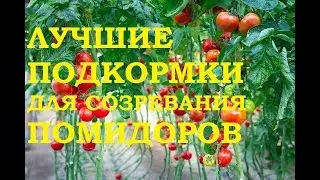 Лучшие подкормки для созревания помидоров