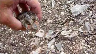 BIG Fat Horned Lizard (aka-Horny Toad)