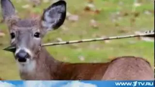 Олень со стрелой в голове пришёл к людям