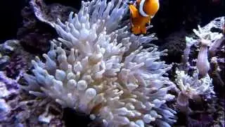 My Aquareef 275L (75g) reef aquarium