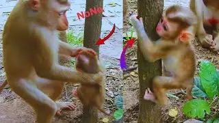 Oh, amazing tiny baby monkey Lexi wants to climb on the tree but Mom Lauy does not allow