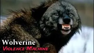 Male Wolverine fight over females Animal Planet Wildlife Documentary