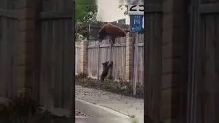 Какой прочный забор! Shorts