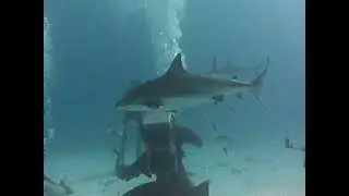 Scuba Diving The Arena -Nausau Bahamas-1/20/23 Stuart's Cove #3