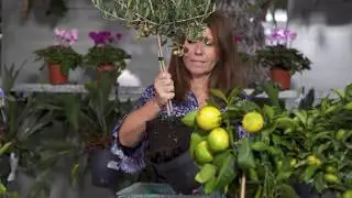 Como Plantar uma Oliveira em Vaso