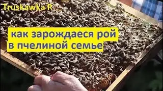 #Пчёлы