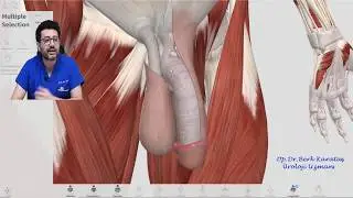 Penis Kırılması