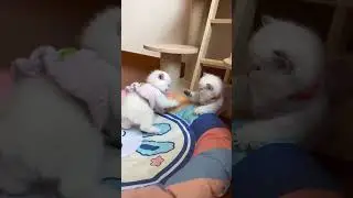kucing paling lucu tiap ketemu pasti berkelahi dan cakar#shorts #kucinglucu