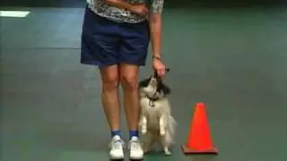 Small Dog Fun Competing with a Small Dog- Novice Obedience