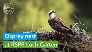 Live Osprey Nest | RSPB Loch Garten