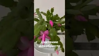 В каком горшке должен расти декабрист, чтобы было цветение