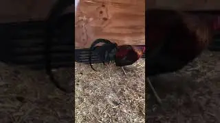 Brown Red #gallos #asiseviveenelrancho #rooster #chickenbreeds #chicken #chickentypes