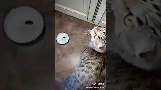Умный кот просит еду