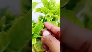 Double chandani cutting propagation 