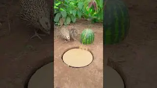Amazing Bird Trap. #shortvideo #birds #pigeon #animals #cat
