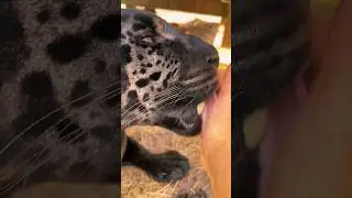 Black Jaguar Kisses! ASMR