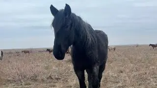 Жёсткая драка Вулкана и Капкарашки! A tough fight.