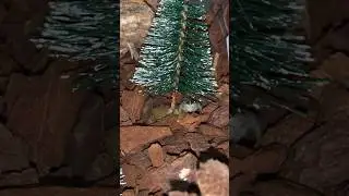 Jumping Spider Waits Under Her Christmas Tree For Food (SUPER CUTE)