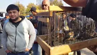 Ташкентский птичий рынок: Дикие певчие птицы 9.11.19 Tashkent bird market