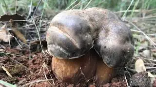 boletus Aereus junio 2018