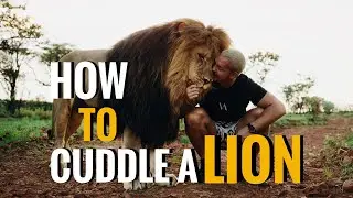 How to cuddle a Lion! - Dean Schneider