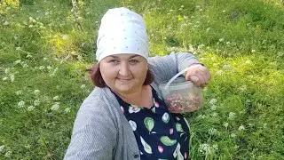 Лоркина деревня в прямом эфире