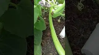 Ламинария и баклажаны