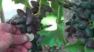 Сорт винограду "Черный клювик" "Гаяне" "Черная скала" - сезон 2022