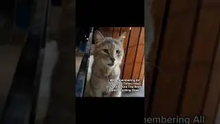 This Poor Cat Misses 2019 😢 #shorts #shortsvideo #cat #catvideos #cats #catmemes #viral #fyp #fypシ