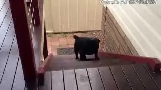 Самое смешное видео. Приколы. #3