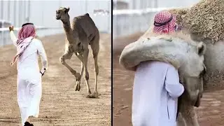 Most Heartwarming Animal Reunions with Owners